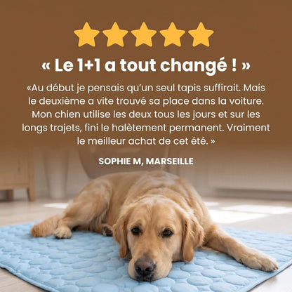Le tapis qui garde votre chien au frais toute la journée