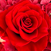 Ensemble d'amour étincelant - Collier, Bracelet et Boucles d'oreilles