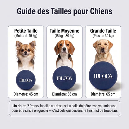 Enfin Un Chien Apaisé - Ballon de Troupeau