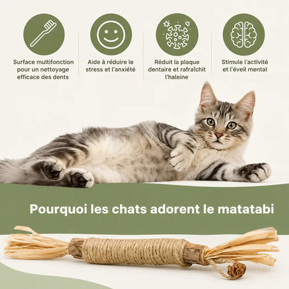 Bâtonnets dentaires au matatabi