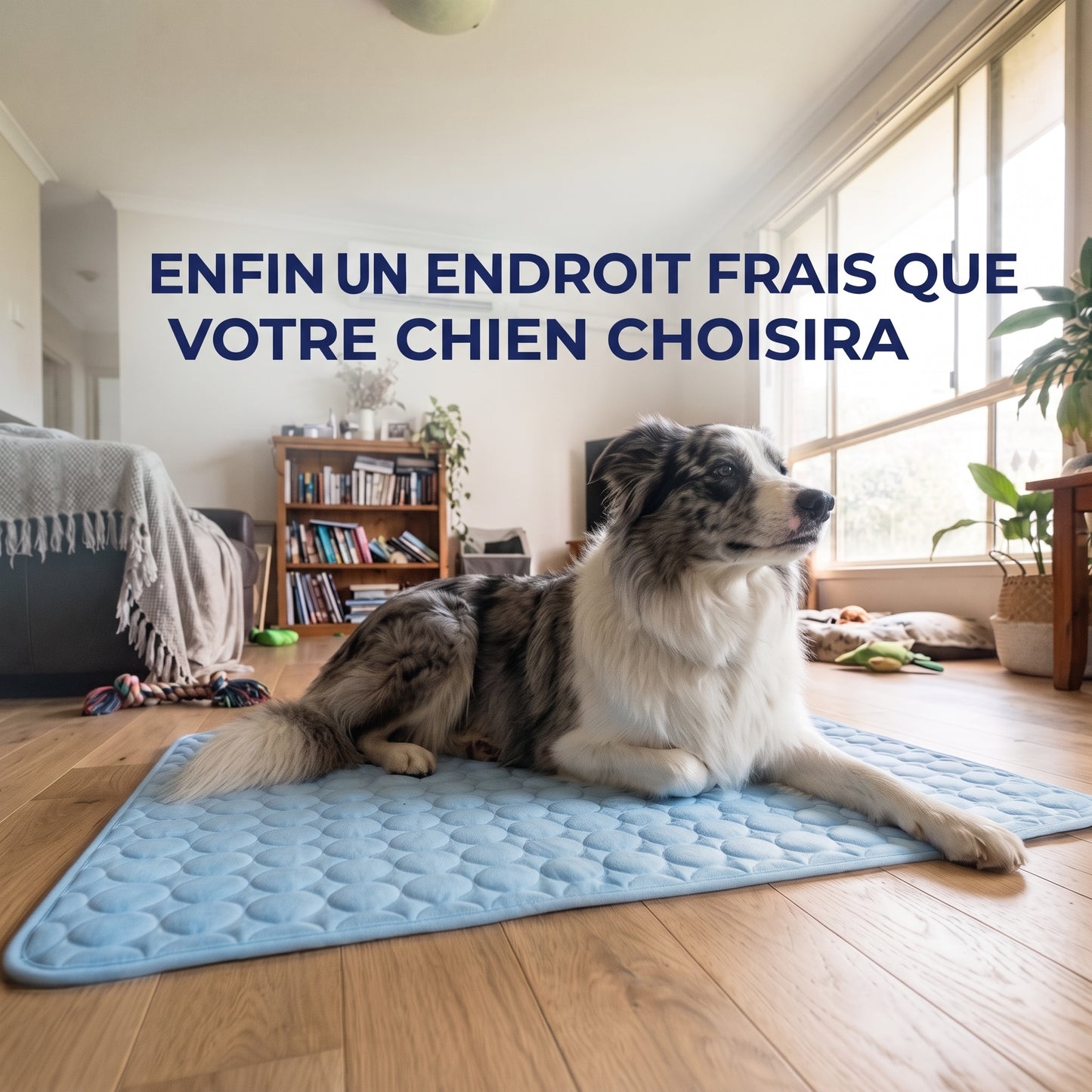 Le tapis qui garde votre chien au frais toute la journée