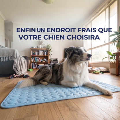 Le tapis qui garde votre chien au frais toute la journée