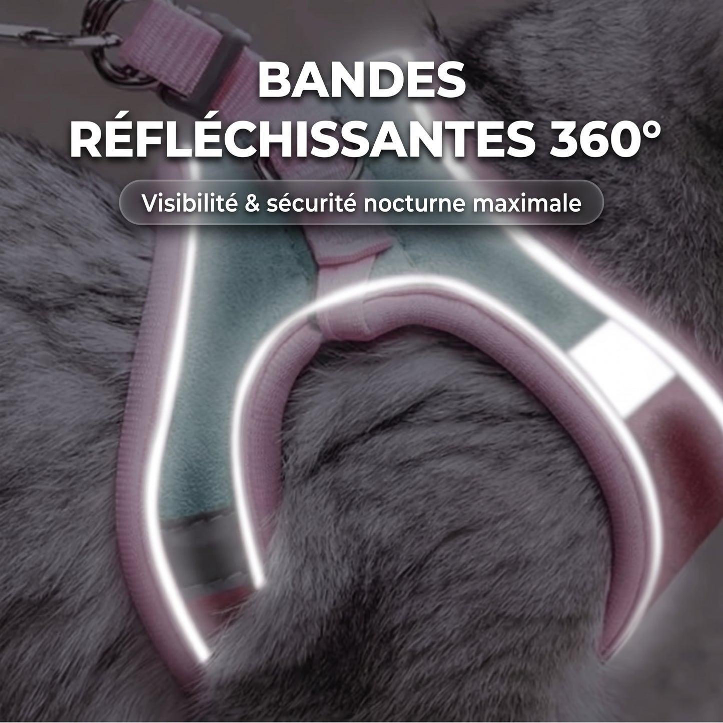Harnais pour Chat 100% Anti-Fuite (+ Laisse Offerte)