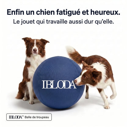 Enfin Un Chien Apaisé - Ballon de Troupeau