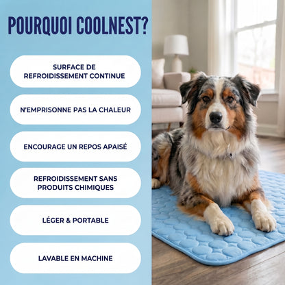 Le tapis qui garde votre chien au frais toute la journée