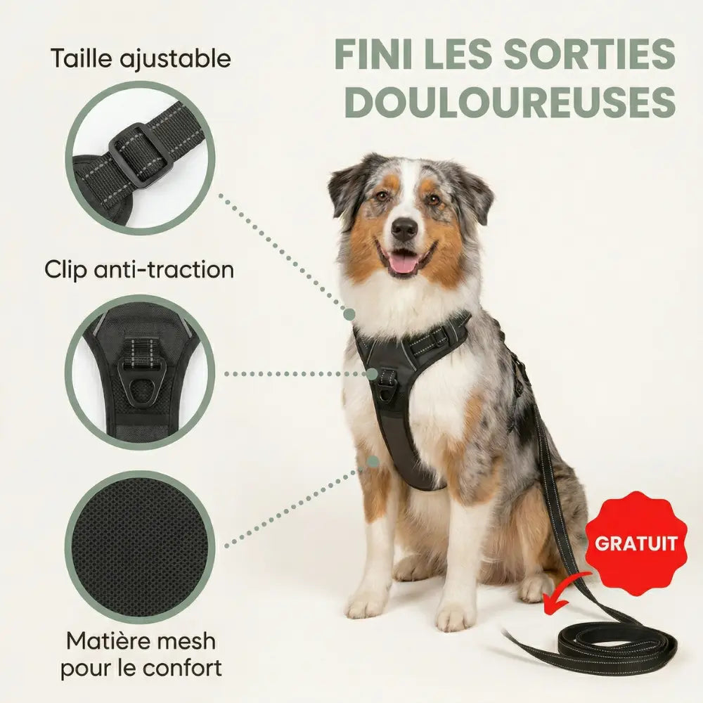 Le Harnais Anti-Traction pour des Balades Sereines