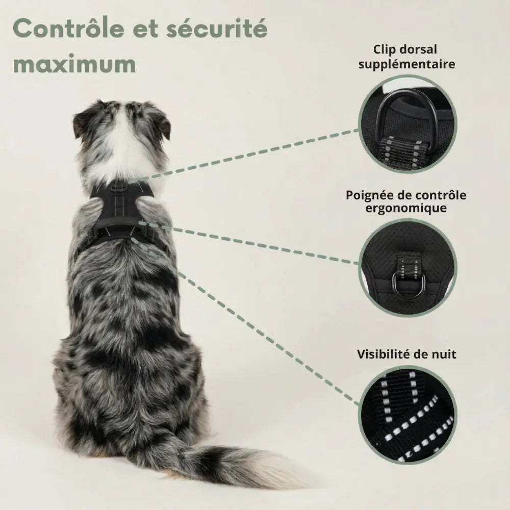 Le Harnais Anti-Traction pour des Balades Sereines