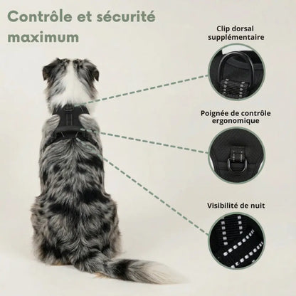 Le Harnais Anti-Traction pour des Balades Sereines