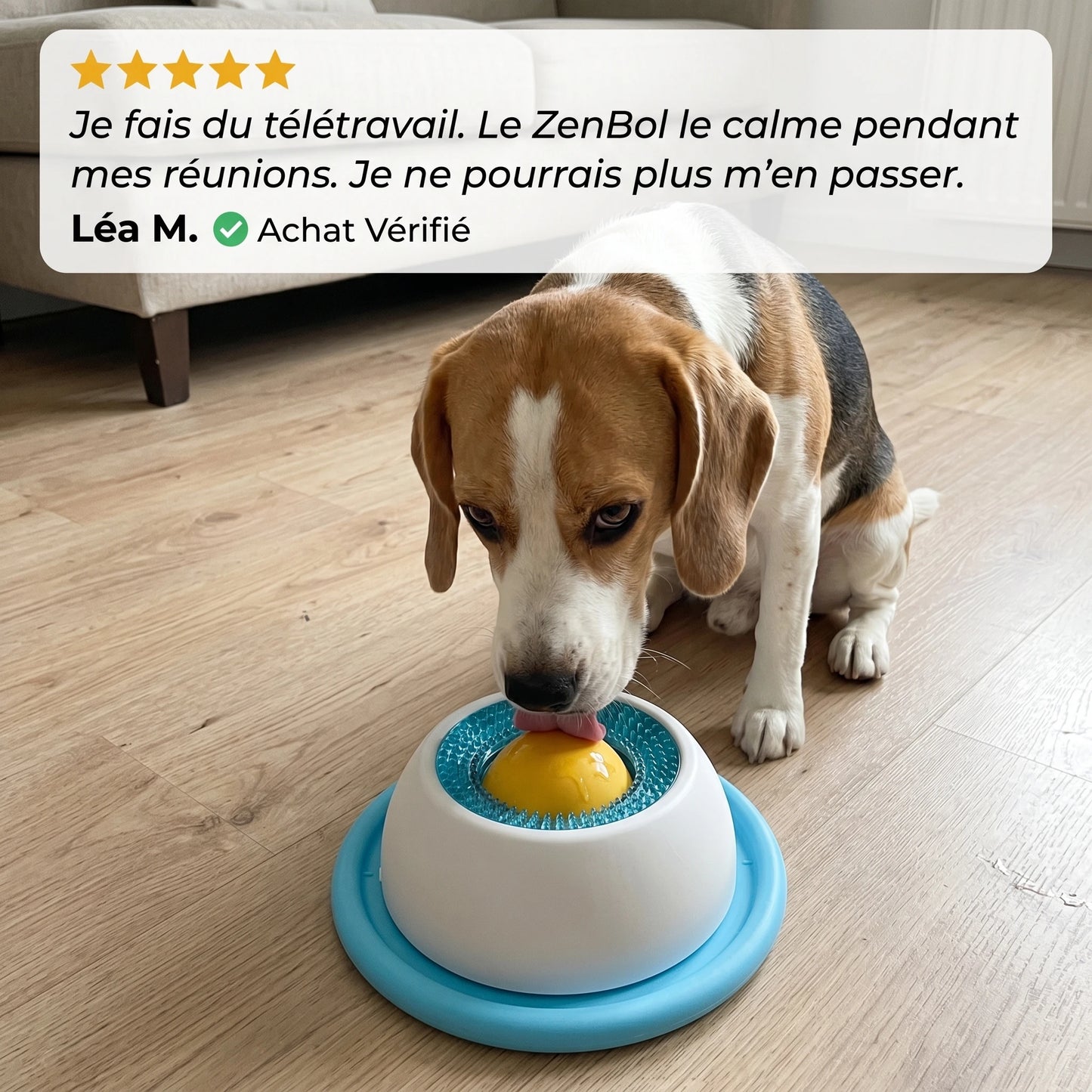 Le repas qui apaise votre chien et vous libère enfin
