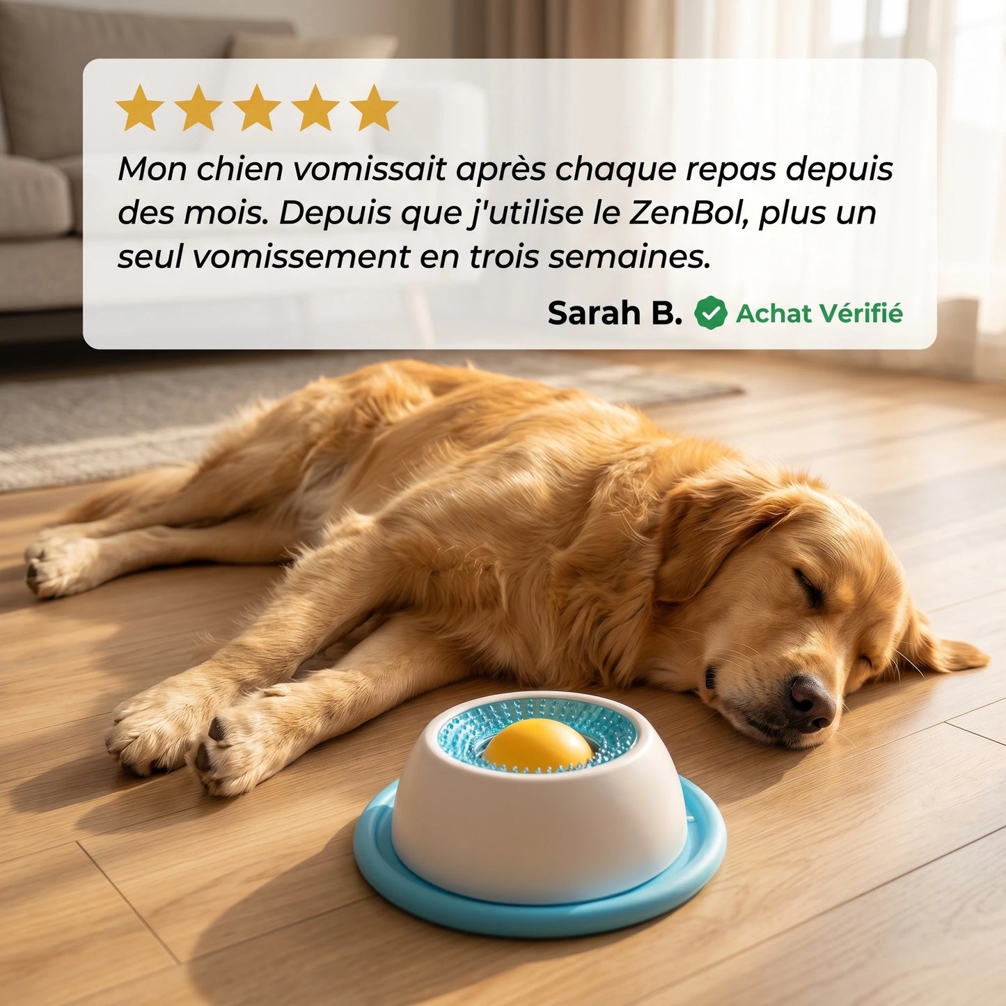 Le repas qui apaise votre chien et vous libère enfin