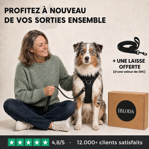 Le Harnais Anti-Traction pour des Balades Sereines