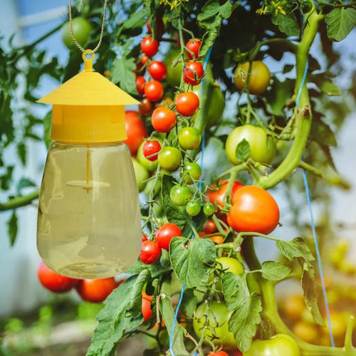 Hanging Fruit Fly Trap